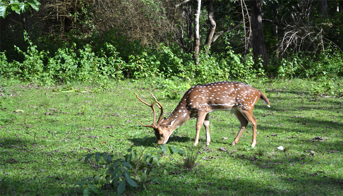 Best Homestay in Coorg